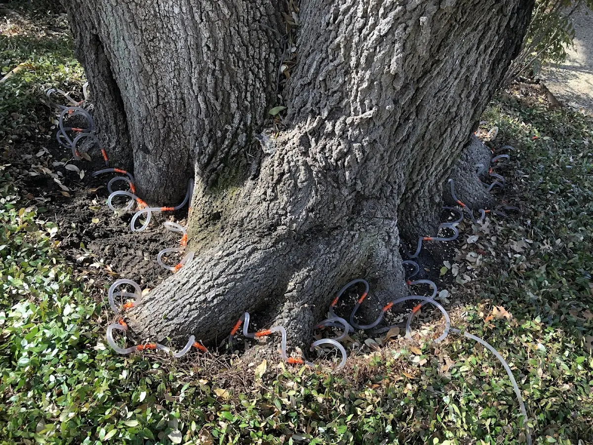 Detailed Tree Cabling and Bracing job site in Hidalgo