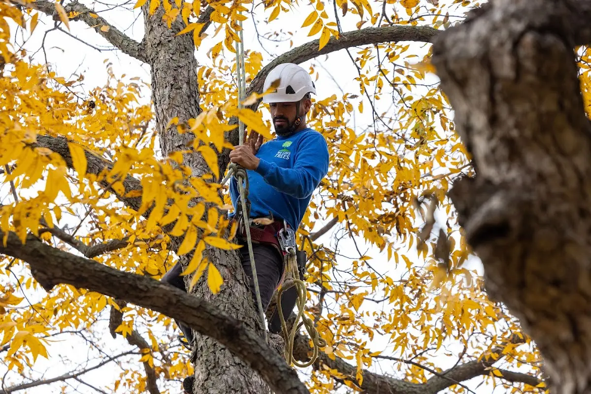 Skilled Storm Damage Cleanup crew working in Hidalgo